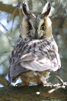 Screech-owl / ***