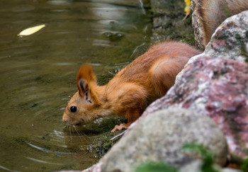 at the lake .. / ***