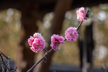 Cherry blossom / ***