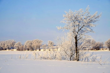 Winter morning. / ***