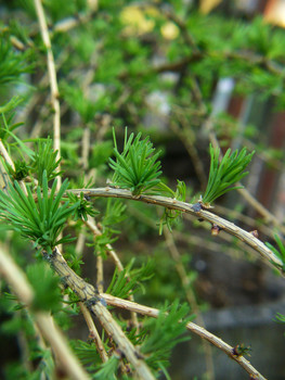 Larch / ***