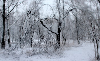 Tree / ***