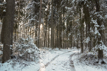 In forest / ***