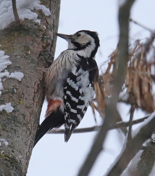 Middle Spotted Woodpecker / ***