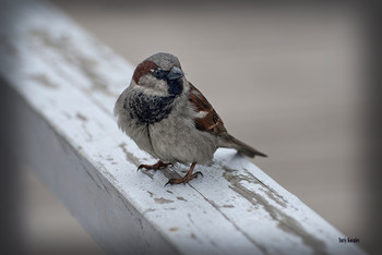Sparrow / ***