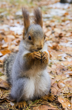 Squirrel / ***