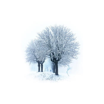 Winter / Snowclad trees in winter landscape