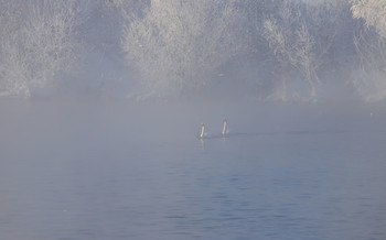 Two in the fog / ***