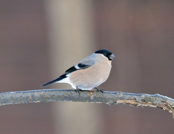 Bullfinch / ***