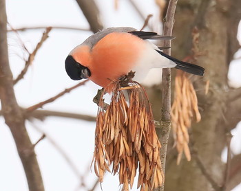 Bullfinch / ***