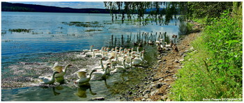 Village history / ***