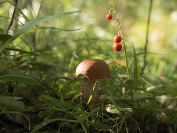 in the autumn forest / ***