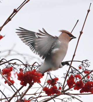 waxwing / ***