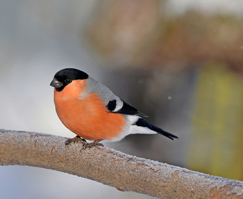 Bullfinch / ***