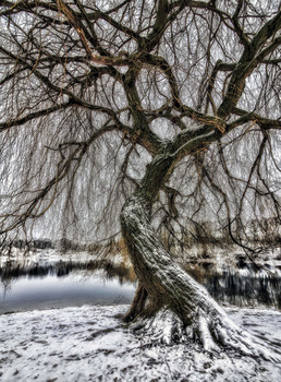Willow / ***