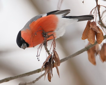 Bullfinch / ***