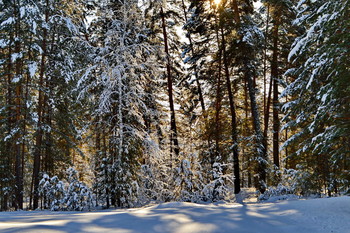 winters in the forest / ***