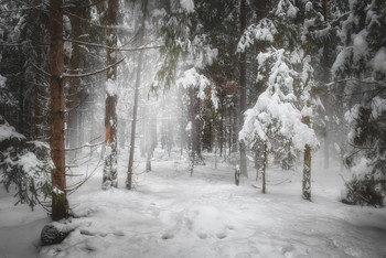 winters in the forest / ***