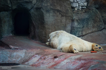 polar bear / ***