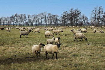 Schafherde / Schafherde im Dezember