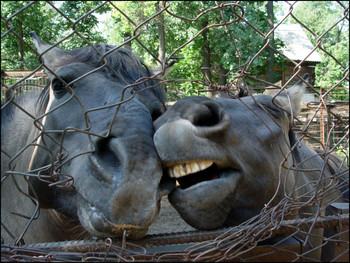 Horse tenderness / ***