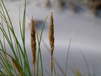 nur Gras ... / Dünengräser an der dänischen Nordseeküste
