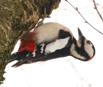 Great Spotted Woodpecker / ***