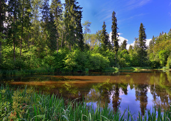 Forest Silence / ...
