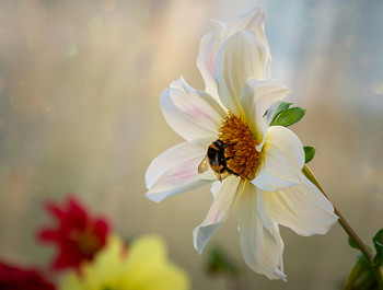 Flowers / ***