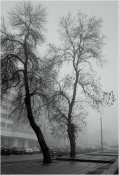 Evening fog / [img]https://i.imgur.com/2sBIUyC.jpg[/img]