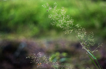 Morning in the forest / ***