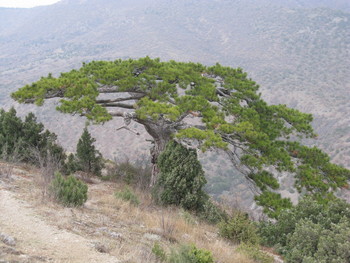 Trees Crimea / ***