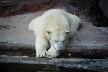 polar bear / ***