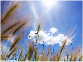 Remembering summer / ***