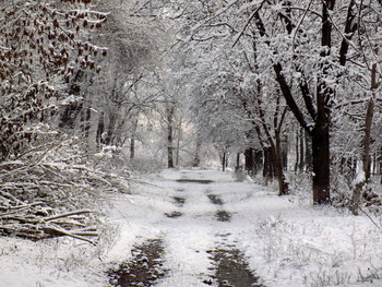 Road in winter / ***