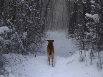 road in the forest / ***