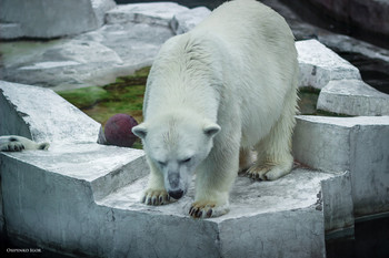 polar bear / ***