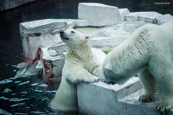 polar bear / ***