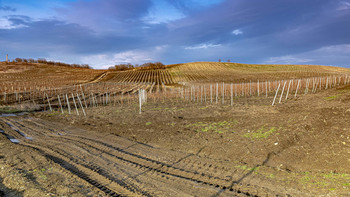 Vineyard / ***