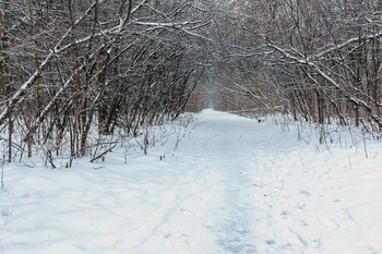 The path in the woods / ***