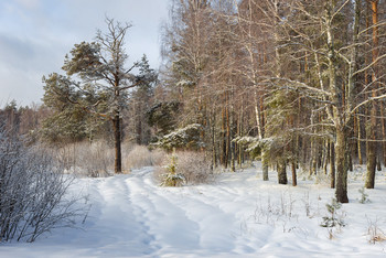 At the edge of forest / ***