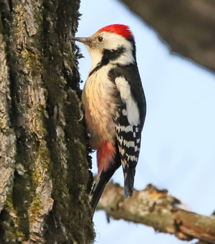 Middle spotted woodpecker / ***