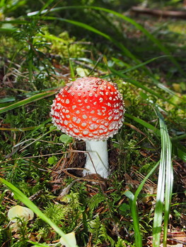 Fly-agaric / ***