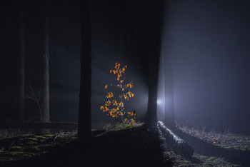 Alone in the dark / ***