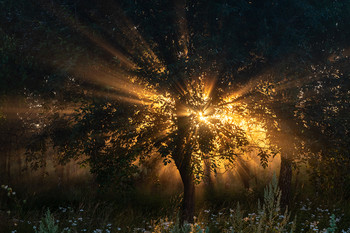 Kirillov / ***