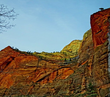 Pines / Zion National Park, Utah, USA
