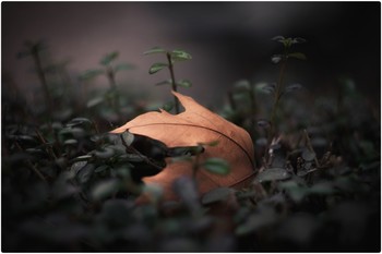 Winter / Nice leaf shot with Nikon D5600 and manual Helios 44m-4 58mm f2 lens.