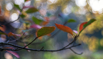 watercolor autumn / ***
