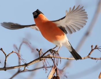 Bullfinch / ***