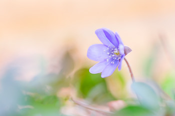 &nbsp; / das erste Leberblümchen